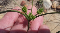 Cyperus uitenhagensis