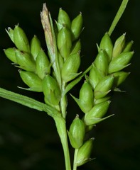 Carex conoidea