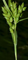 Carex conoidea