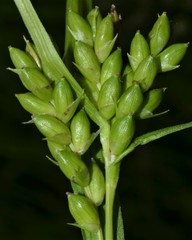 Carex conoidea