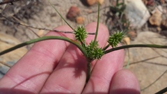 Cyperus uitenhagensis