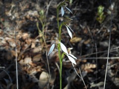 Eriochilus dilatatus