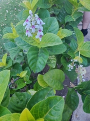 Pseuderanthemum carruthersii