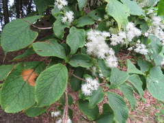 Symplocos sawafutagi