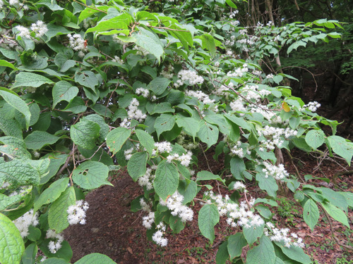 Symplocos sawafutagi, photograph 6