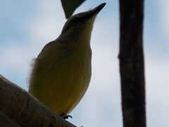 Machetornis