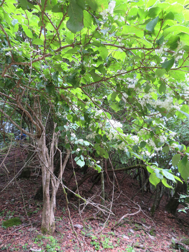 Symplocos sawafutagi, photograph 4