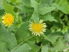 Sonchus oleraceus