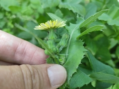 Sonchus oleraceus