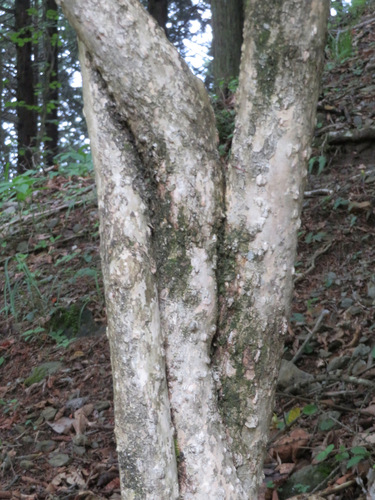 Symplocos sawafutagi, photograph 3