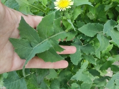 Sonchus oleraceus