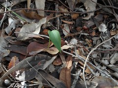 Eriochilus dilatatus