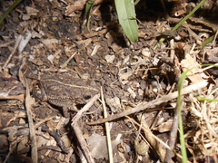 Rhinella dorbignyi