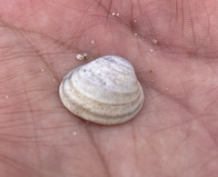 Laevicardium substriatum