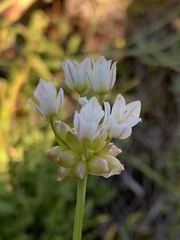 Allium geyeri tenerum