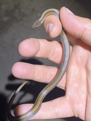 Coniophanes imperialis