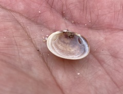 Laevicardium substriatum