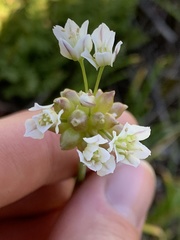 Allium geyeri tenerum