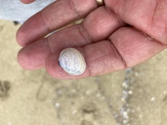 Laevicardium substriatum