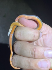 Coniophanes imperialis