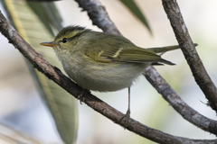 Phylloscopus reguloides