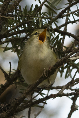 Phylloscopus reguloides