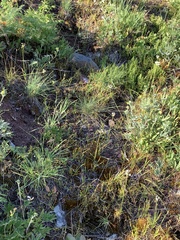 Allium geyeri tenerum