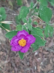 Cistus creticus eriocephalus