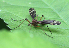 Tipula fuliginosa