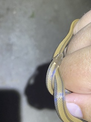 Coniophanes imperialis