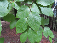 Fagus crenata