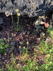 Allium geyeri tenerum