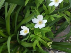 Anemonastrum canadense