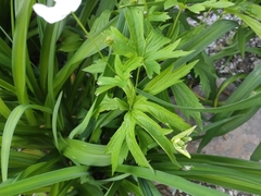 Anemonastrum canadense
