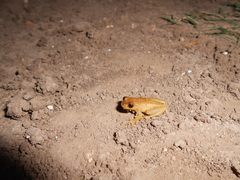 Dendropsophus sanborni