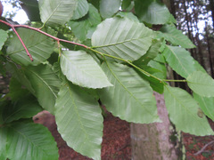 Fagus crenata