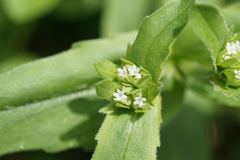 Valerianella radiata