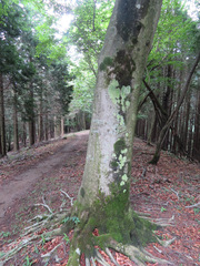 Fagus crenata
