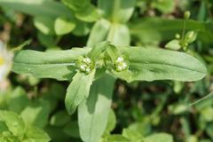Valerianella radiata