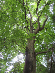 Fagus crenata