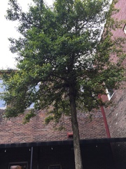 Magnoliopsida