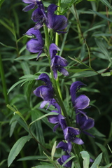 Aconitum glandulosum
