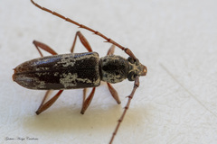 Elaphidion irroratum