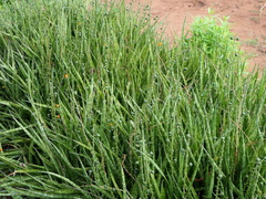 Sansevieria roxburghiana