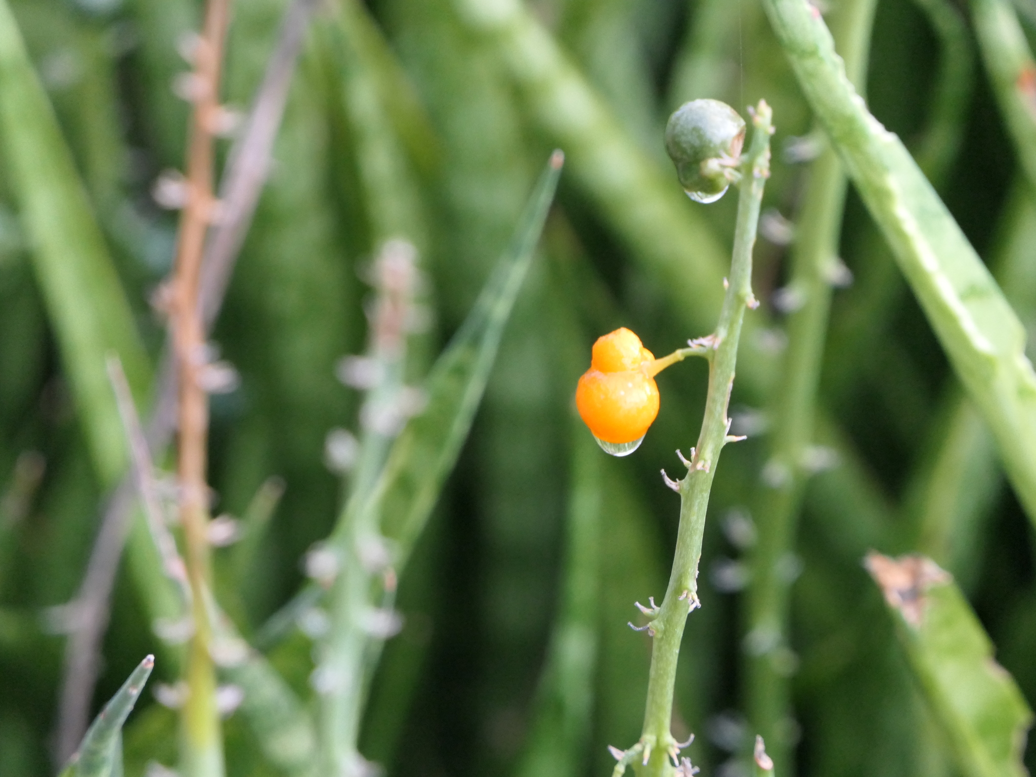 Sansevieria roxburghiana  iNaturalist