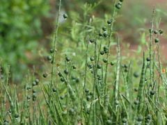 Sansevieria roxburghiana