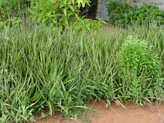 Sansevieria roxburghiana