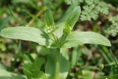 Valerianella radiata