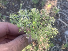 Lepidium chalepense