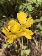 Oxalis texana